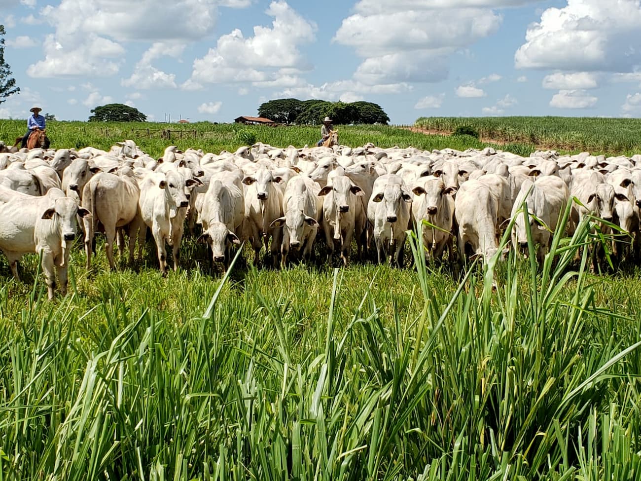 Boi: abate de fêmeas volta a recuar, macho avança em Mato Grosso | Agronews
