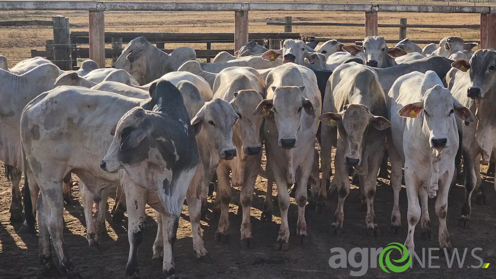 Oferta restrita de boi gordo dispara cotações e abre margem recorde de preço frente às fêmeas