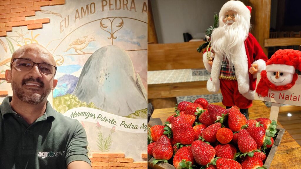 Morango do Amor: O que não te contaram sobre essa sobremesa