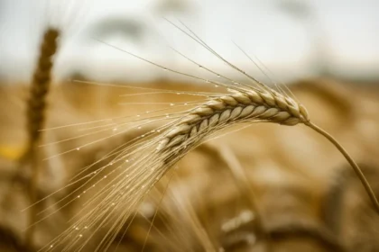 Chuvas No Pr Acendem Alerta Para A Safra De Trigo