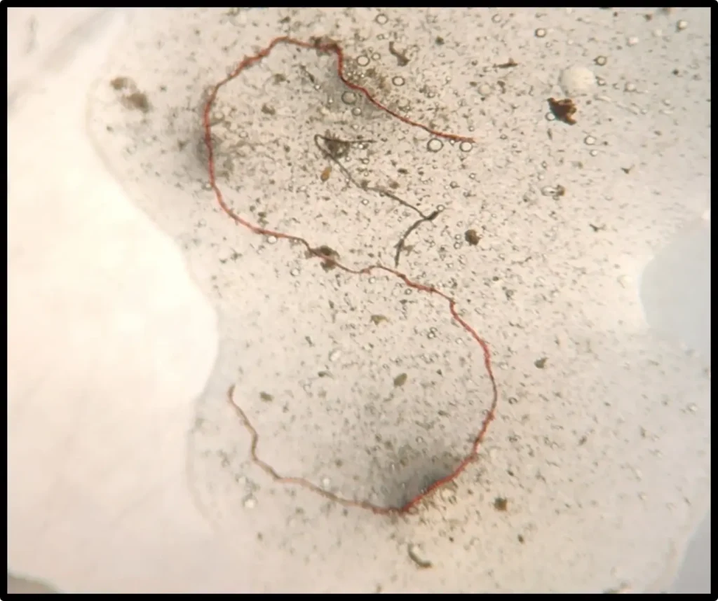 Projeto científico monitora saúde de ambientes aquáticos continentais no Paraná;