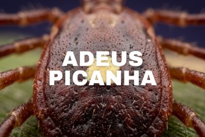 Carrapato que causa alergia a carne já atinge mais de 450 mil pessoas, entenda a sindrome de alfa-gal