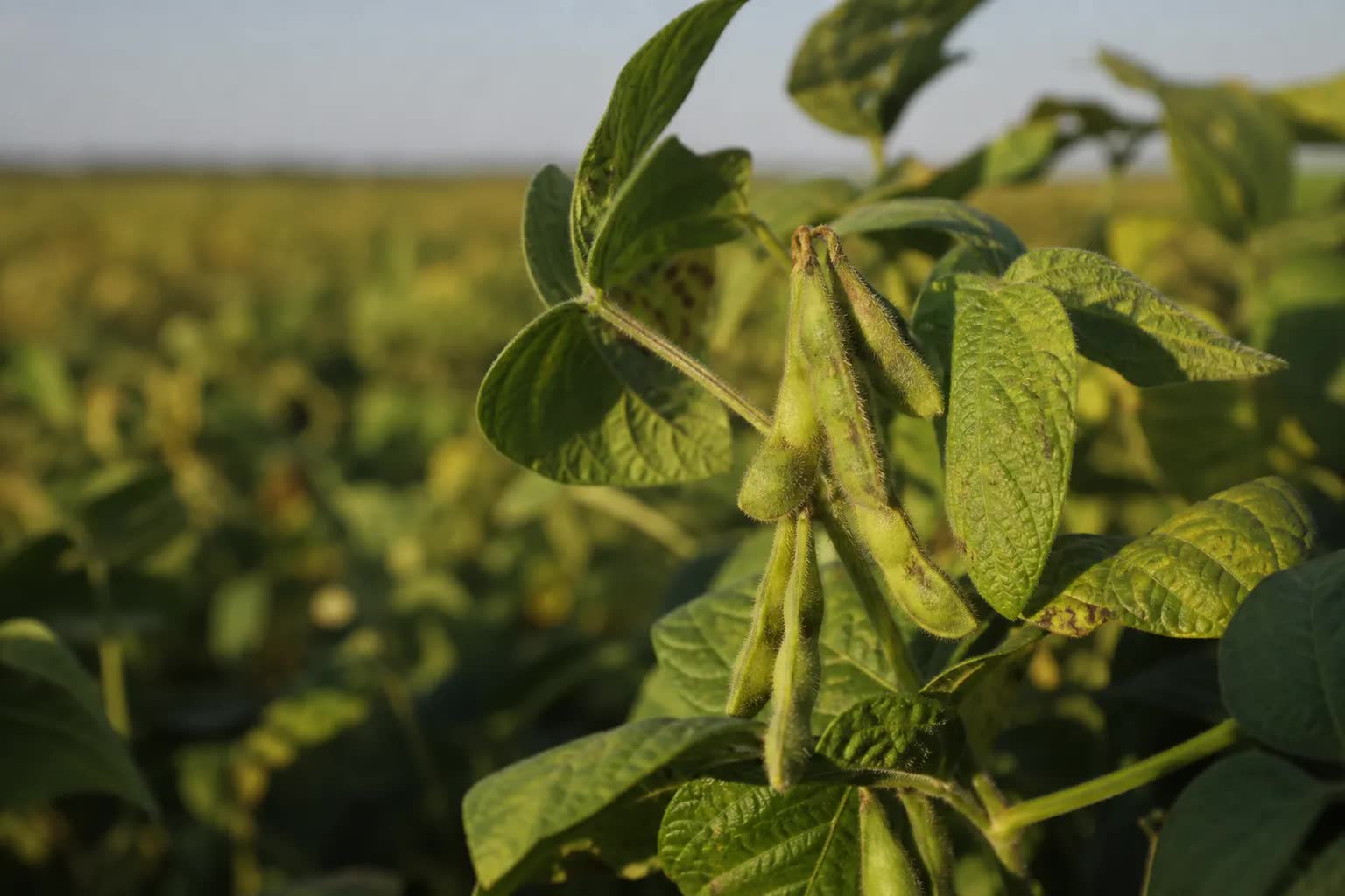 Lavoura de soja em Mato Grosso