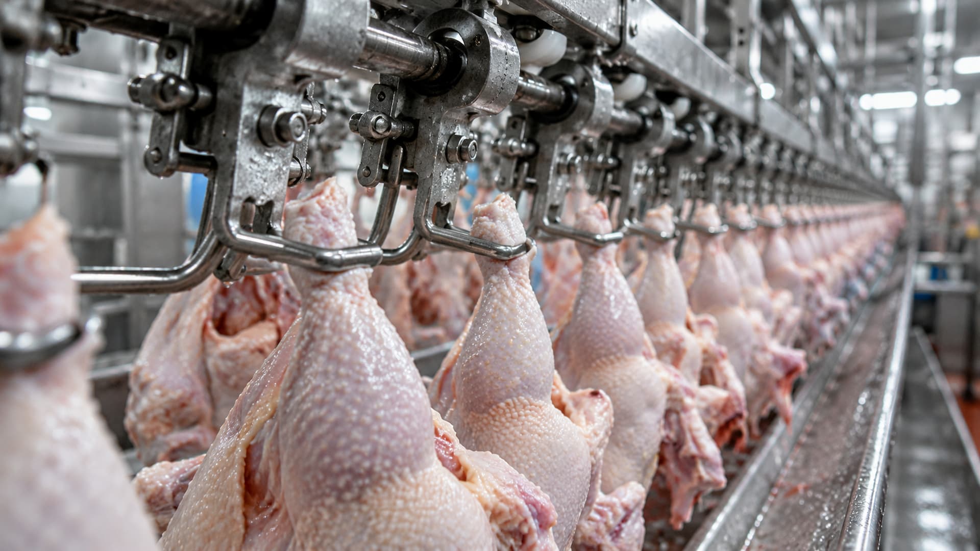 China exporta frango até 20% mais barato e ameaça mercado brasileiro