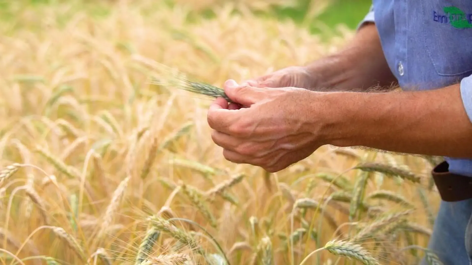 Cultivo do triticale no Cerrado amplia oportunidades para a indústria de alimentos