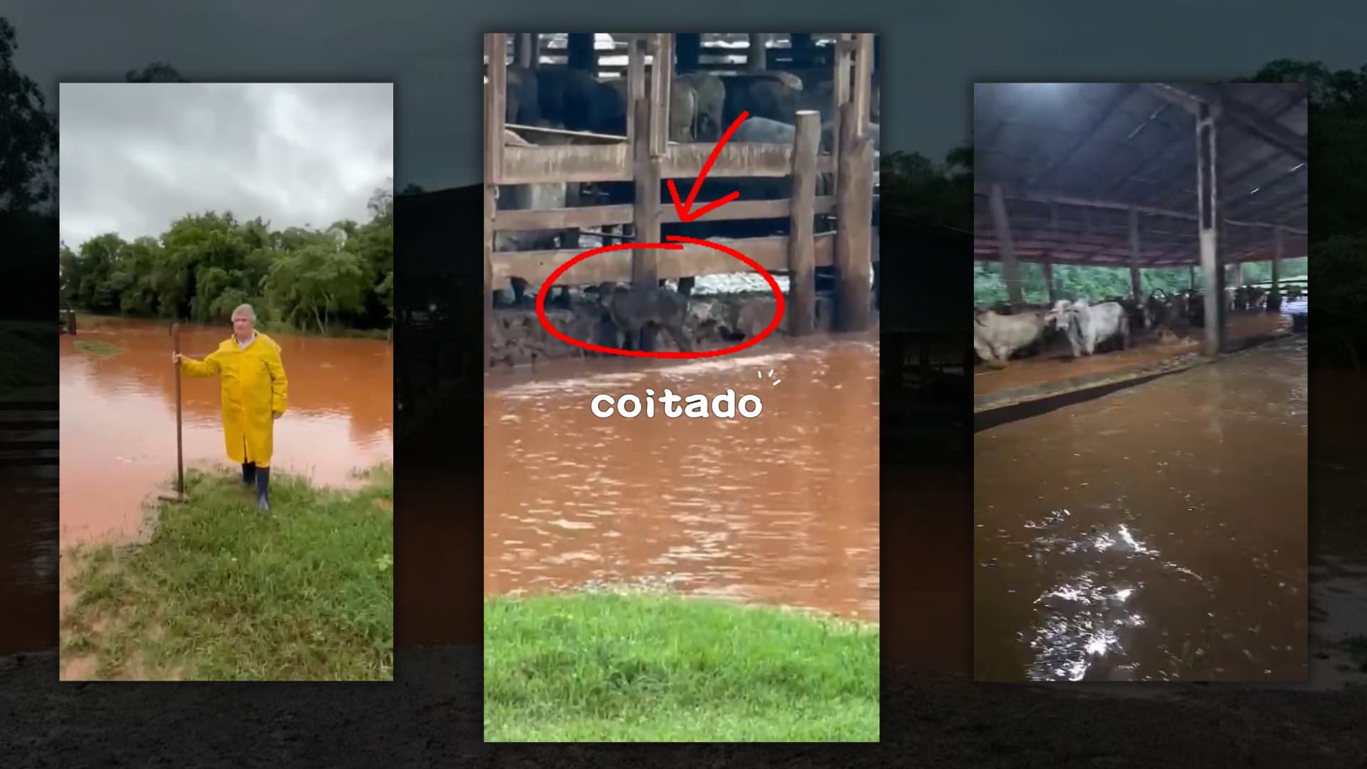 Vídeo impressionante mostra enchente invadindo confinamento de gado no Paraná